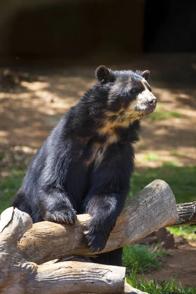 Interessante Urso Espectacled sul-americano, Tremarctos ornatus — Fotografia de Stock