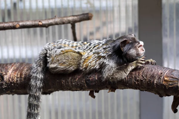 Callithrix Penicillata Marmoset Mechones Negros — Foto de Stock