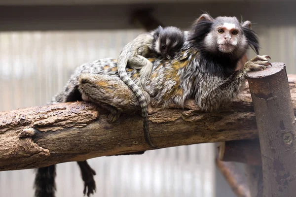 Raro Marmotta Dai Ciuffi Neri Callithrix Penicillata Femmina Con Giovane — Foto Stock