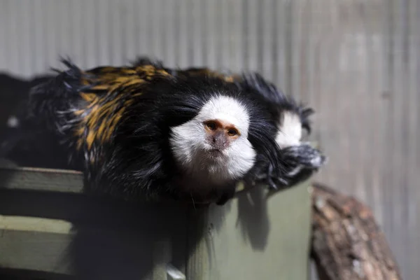 Marmoset Cabeça Branca Callithrix Geoffroyi Observando Nas Proximidades — Fotografia de Stock