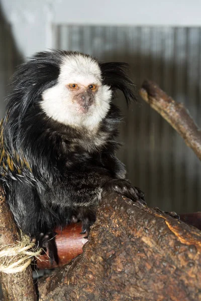 Marmoset Cabeça Branca Callithrix Geoffroyi Observando Nas Proximidades — Fotografia de Stock