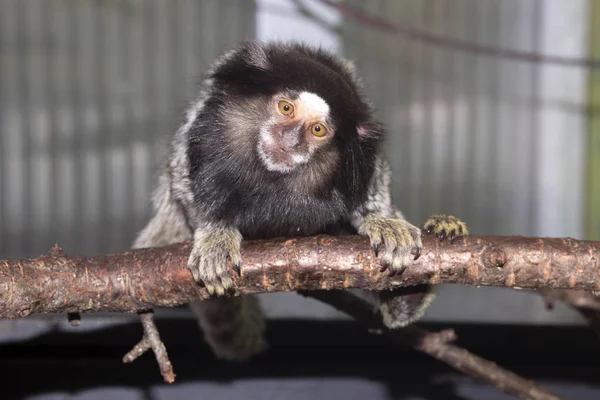 Рідкісні Хохолком Чорний Marmoset Callithrix Penicillata Живуть Південній Америці — стокове фото