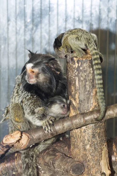 Sällsynt Svart Tuftade Goeldisapa Callithrix Penicillata Kvinnliga Med Unga — Stockfoto