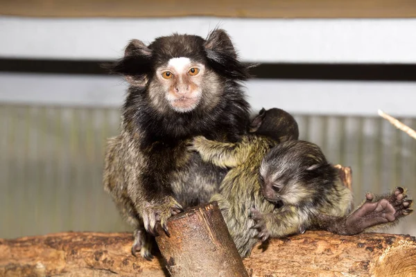 Sällsynt Svart Tuftade Goeldisapa Callithrix Penicillata Kvinnliga Med Unga — Stockfoto