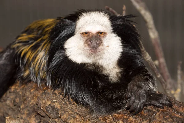 Marmoset Cabeça Branca Callithrix Geoffroyi Observando Nas Proximidades — Fotografia de Stock