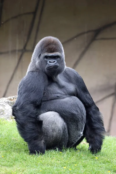 Dorso Plateado Macho Gorila Tierras Bajas Occidentales Gorila Gorila — Foto de Stock