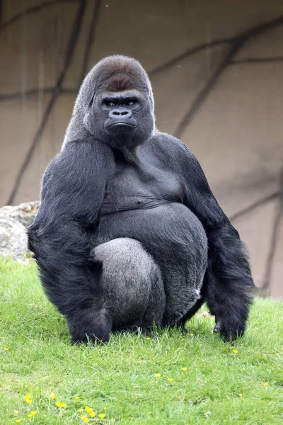 Silverback Férfi Nyugati Síkvidéki Gorilla Gorilla Gorilla — Stock Fotó