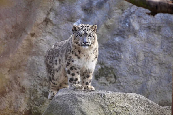 Young snow leopard, Uncia uncia — Stock Photo, Image