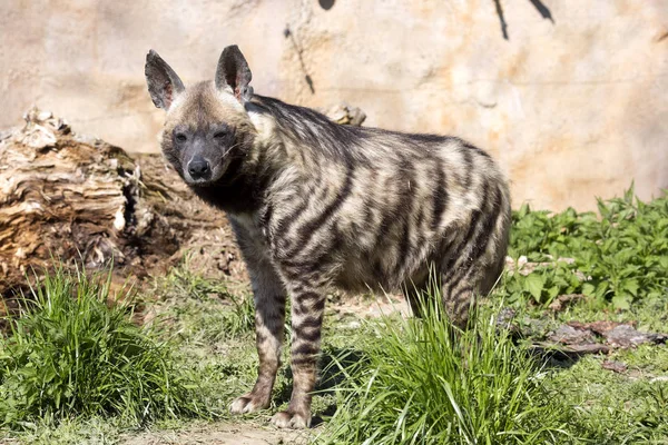 Смугастий Hyaena Hyaena Hyaena Sultana Менші Видів — стокове фото