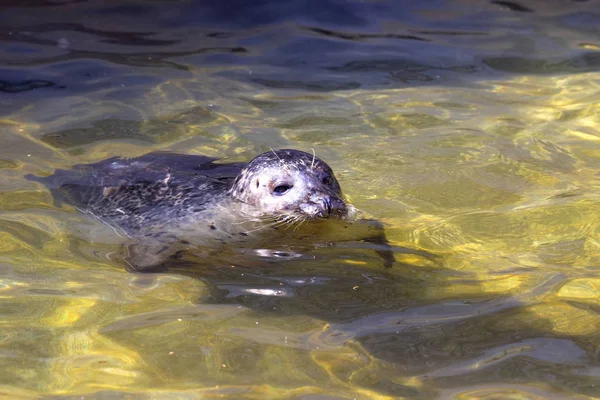 Phoque Commun Phoca Vitulina Nageant Dans Eau Claire — Photo