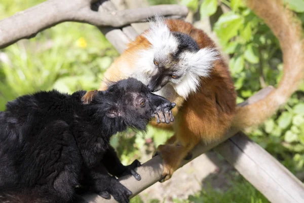 Lémur Negro Eulemur Macaco Cuidado Mutuo Del Cabello — Foto de Stock