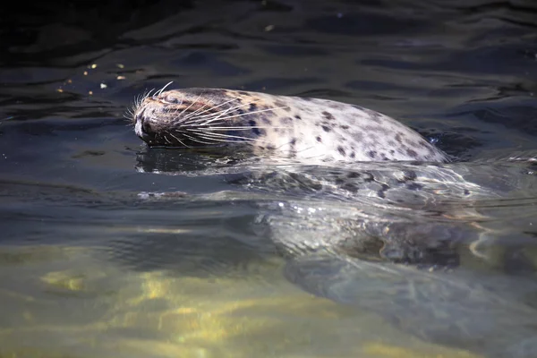 Common Seal Phoca Vitulina Often Swims Belly — Stock Photo, Image