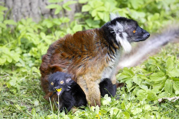 Svart Lemur Eulemur Macaco Kvinna Med Ung — Stockfoto