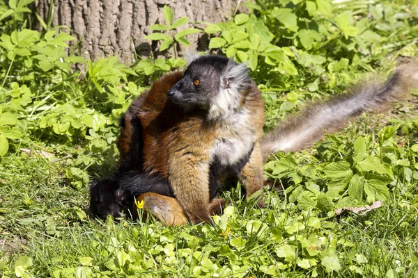 Svart Lemur Eulemur Macaco Kvinna Med Ung — Stockfoto