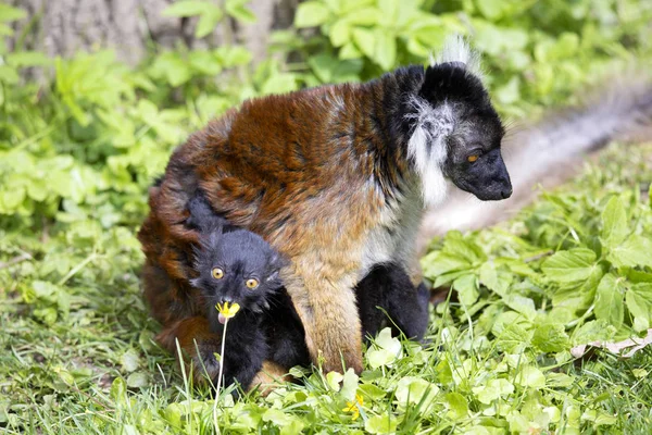 Svart Lemur Eulemur Macaco Kvinna Med Ung — Stockfoto