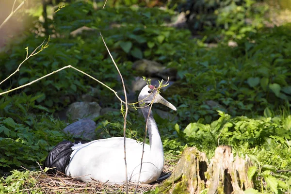 rare Red-crowned crane,Grus japonensis, in nest