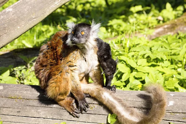 Lemur Czarny Eulemur Macaco Samica Młodymi — Zdjęcie stockowe
