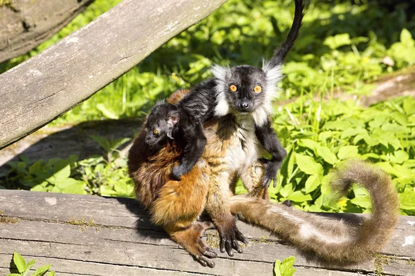 Lemur Czarny Eulemur Macaco Samica Młodymi — Zdjęcie stockowe