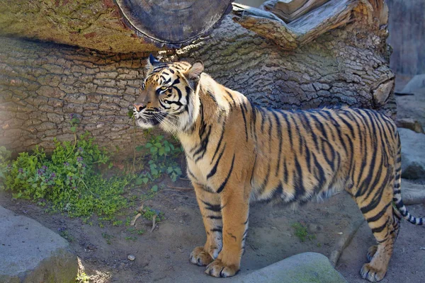 Tigre Sumatra Fêmea Panthera Tigris Sumatrae — Fotografia de Stock