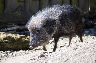 Çaku pekari, Catagonus Wagner, nadir