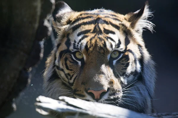 Retrato Femenino Tigre Sumatra Panthera Tigris Sumatrae — Foto de Stock