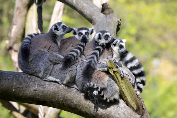 Родина Ring Tailed Лемур Лемур Catta Відпочиваючи — стокове фото