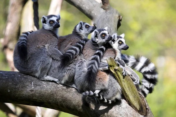Familia Lemur Cola Anillada Lemur Catta Descansando — Foto de Stock