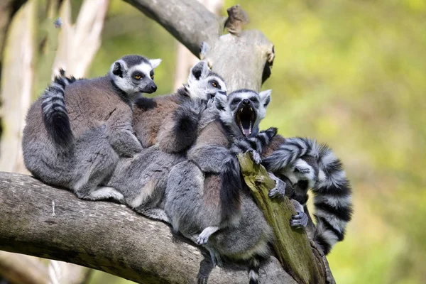 family Ring-tailed Lemur, Lemur Catta, resting on a