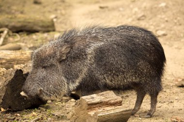 Çaku pekari, Catagonus Wagner, nispeten nadirdir