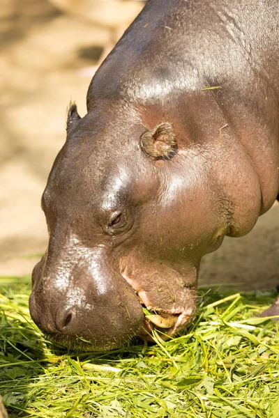 Retrato Pigmeo Hipopótamo Choeropsis Liberiensis — Foto de Stock