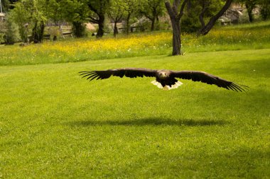 Ak kuyruklu kartal, Haliaeetus albicilla yetkin avcısı.