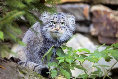 güzel kedi, kedi Pallas, Otocolobus manul
