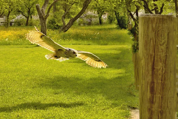 Gufo Reale Siberiano Bubo Bubo Sibiricus Caccia Volo — Foto Stock