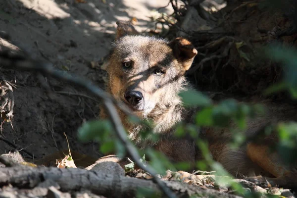 Iberian Wolf Canis Lupus Signatus Threatened Extinction — Stock Photo, Image