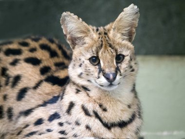 portre bozkır kediler - Serval, Leptailurus serval