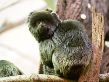 Callimico goeldii, Goeldi'nın marmoset, Güney Amerika yağmur ormanları yaşıyor