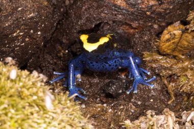 Ok kurbağası boyama, Guyana, Dendrobates tinctorius, yaşıyor Guyana, Surinam, Brezilya