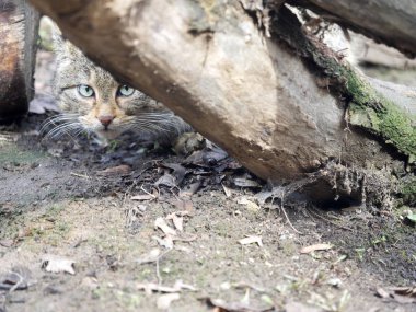 Yakın izlerken Avrupa yaban kedisi, Felis s. sylvestris,