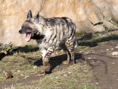 Esneme çizgili Hyaena, Hyaena Hyaena sultana