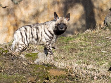  Çizgili Hyaena, Hyaena hyaena sultana