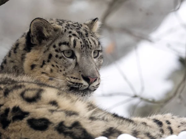 Hembra Leopardo Nieve Uncia Uncia Viendo Los Alrededores Nevados — Foto de Stock