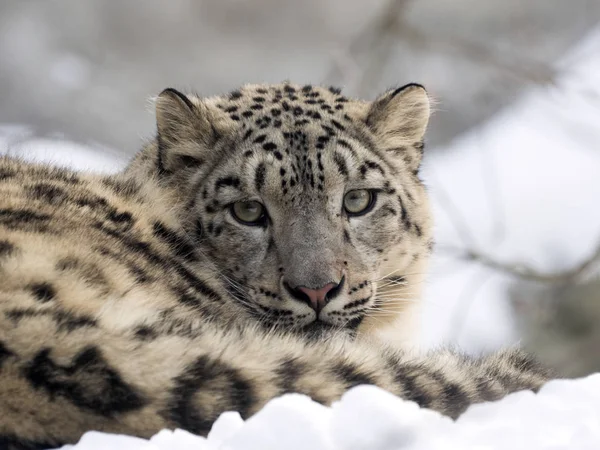 Hembra Leopardo Nieve Uncia Uncia Viendo Los Alrededores Nevados — Foto de Stock