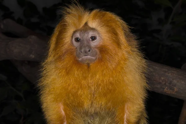 Tamarin Lion Doré Leontopithecus Rosalia Était Presque Éteint Dans Nature — Photo