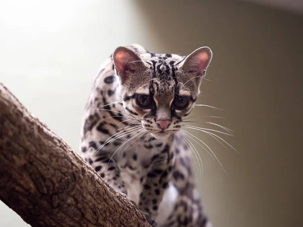 Margay Leopardus Wiedii Rare South American Cat Watches Photographer — Stock Photo, Image