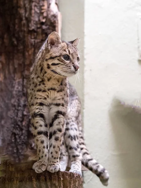 Margay Leopardus Wiedii Rare South American Cat Watches Photographer — Stock Photo, Image