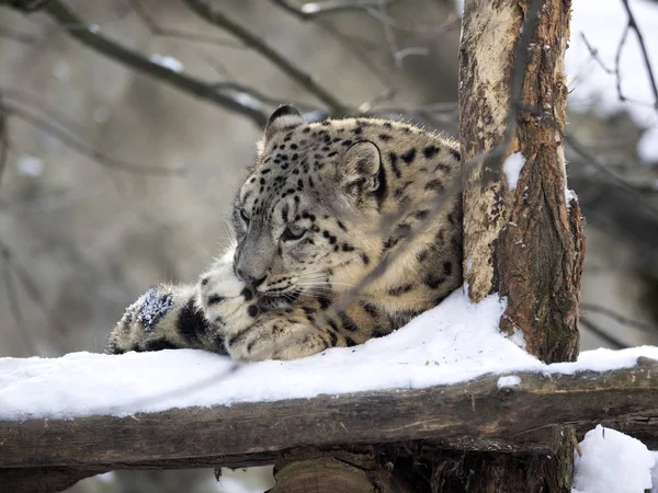 Leopardo Delle Nevi Uncia Uncia Riposato Nella Neve — Foto Stock
