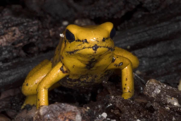 Golden Poison Frog, Phyllobates terribilis is probably the most poisonous frog, lives in Colombia