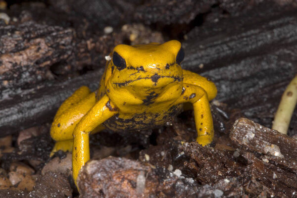 Golden Poison Frog, Phyllobates terribilis is probably the most poisonous frog, lives in Colombia