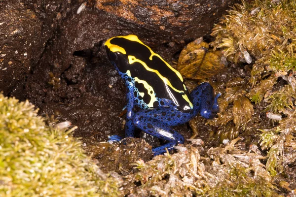 개구리 가이아나 Dendrobates Tinctorius 가이아나 수리남 브라질에 살으십시오 — 스톡 사진