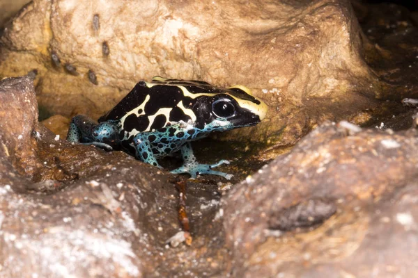 Dyeing Dart Frog Guiana Dendrobates Tinctorius Vive Guiana Suriname Brasil — Fotografia de Stock